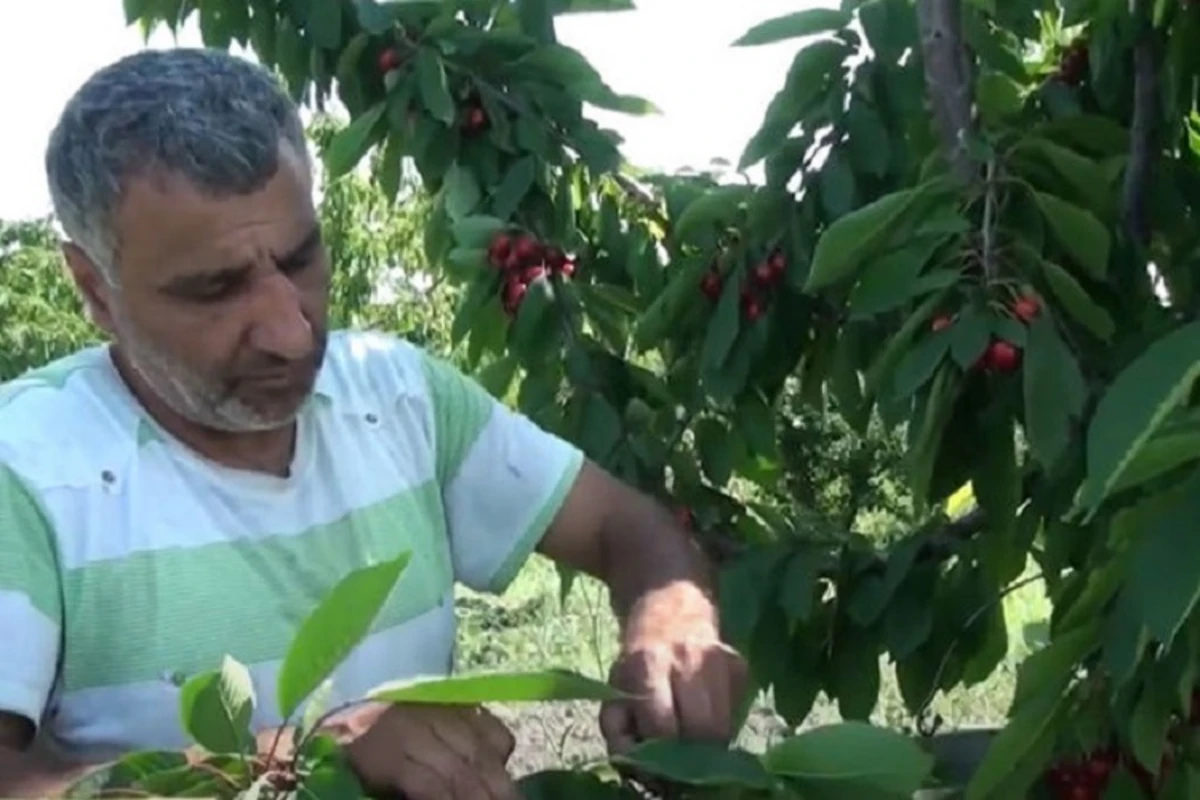 Məhsul baha olsa da, fermerlər niyə narazıdır? - VİDEO