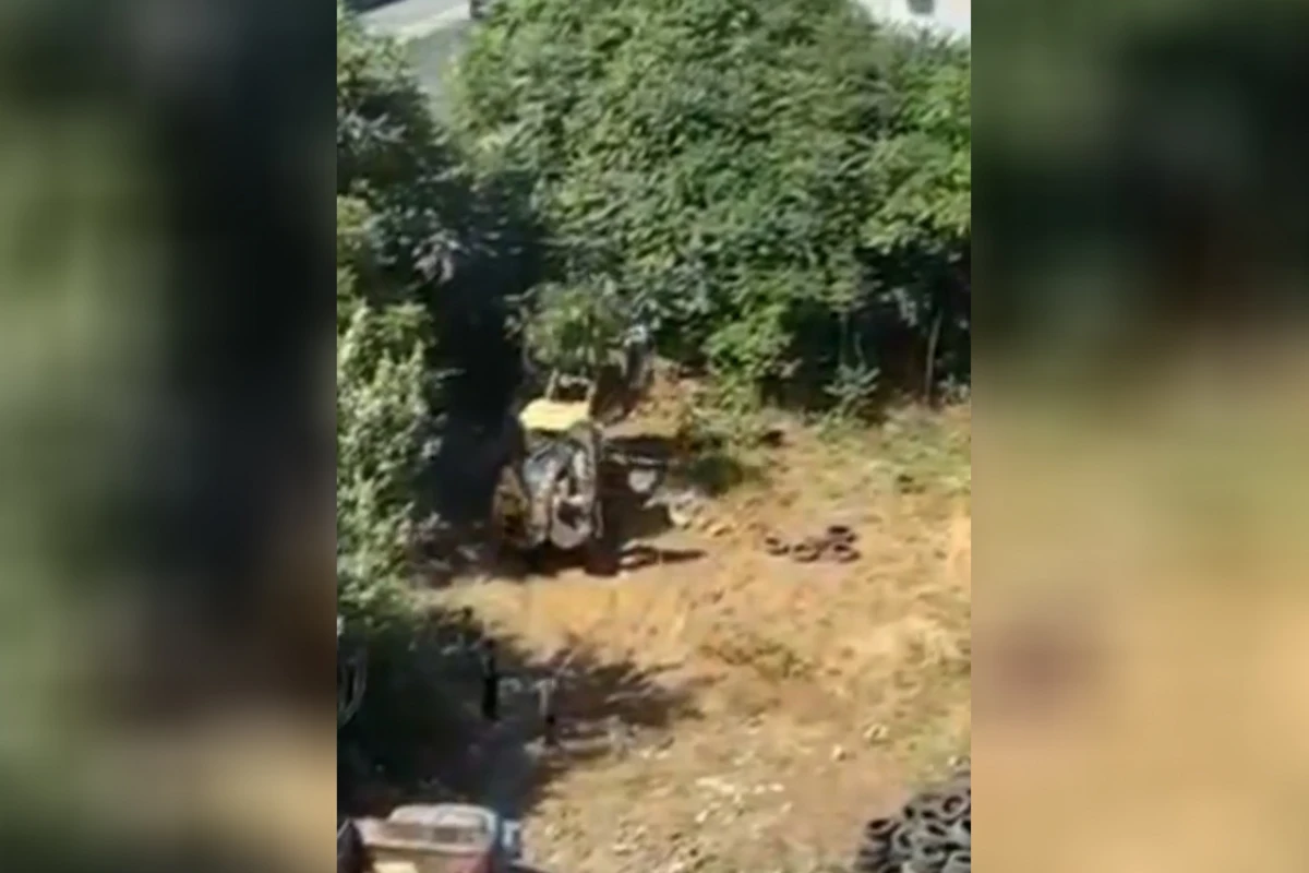 Bakıda ağacları kəsərək doğrayıb aparırlar - VİDEO