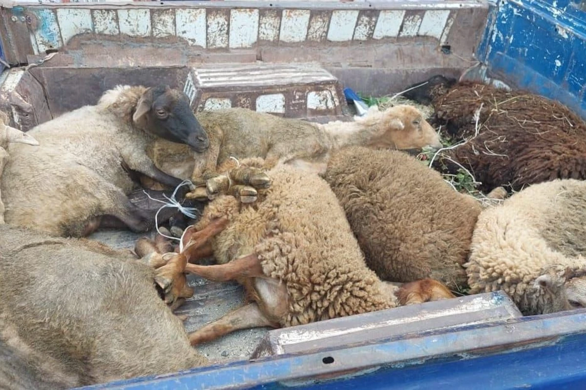“VAZ-2107” ilə qoyun oğurlayan Lənkəran sakinləri saxlanılıb - FOTO