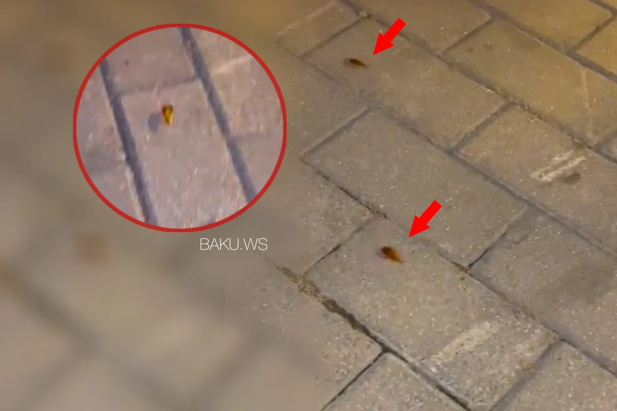 Bakı bulvarını indi də tarakanlar basıb - VİDEO