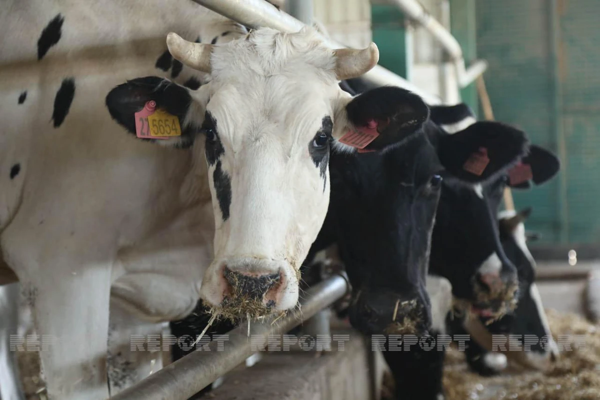 Bakıda Qurban bayramında fəaliyyət göstərəcək müasir kəsim məntəqələrinə infotur təşkil olunub - FOTO