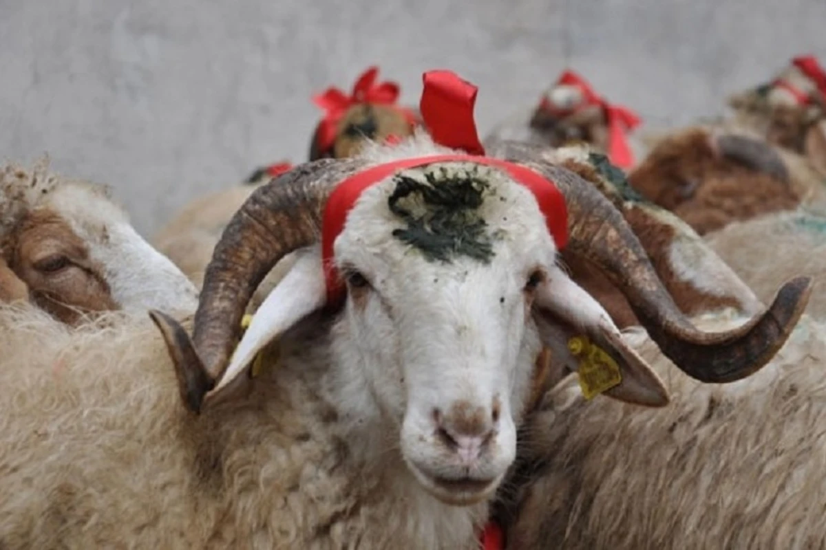 Azərbaycanda qurbanlıq qoyunlar bahalaşıb Azərbaycanda qurbanlıq qoyunlar bahalaşıb