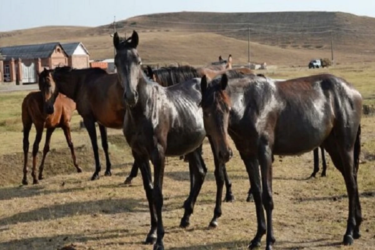 Azərbaycanda at fermasının sahibi həbs edildi Azərbaycanda at fermasının sahibi həbs edildi