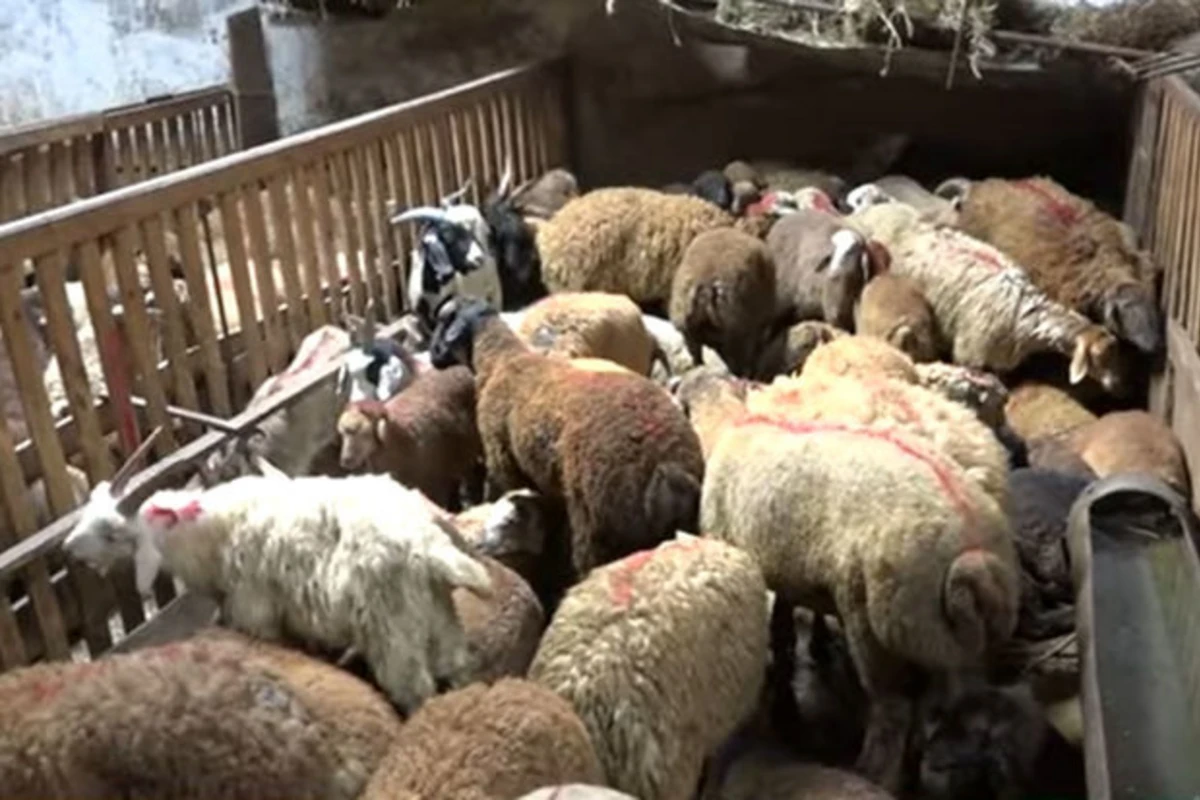 Qurbanlıq heyvanların onlayn satışına start verildi – VİDEO Qurbanlıq heyvanların onlayn satışına start verildi – VİDEO