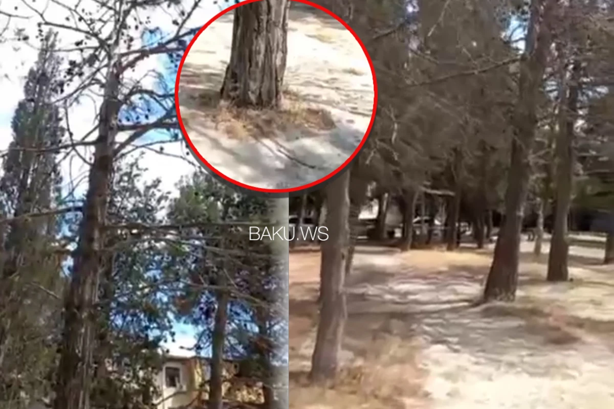 Yeddinci mikrorayonda ağacların dibinə məhlul tökərək onları kim qurudur? - VİDEO