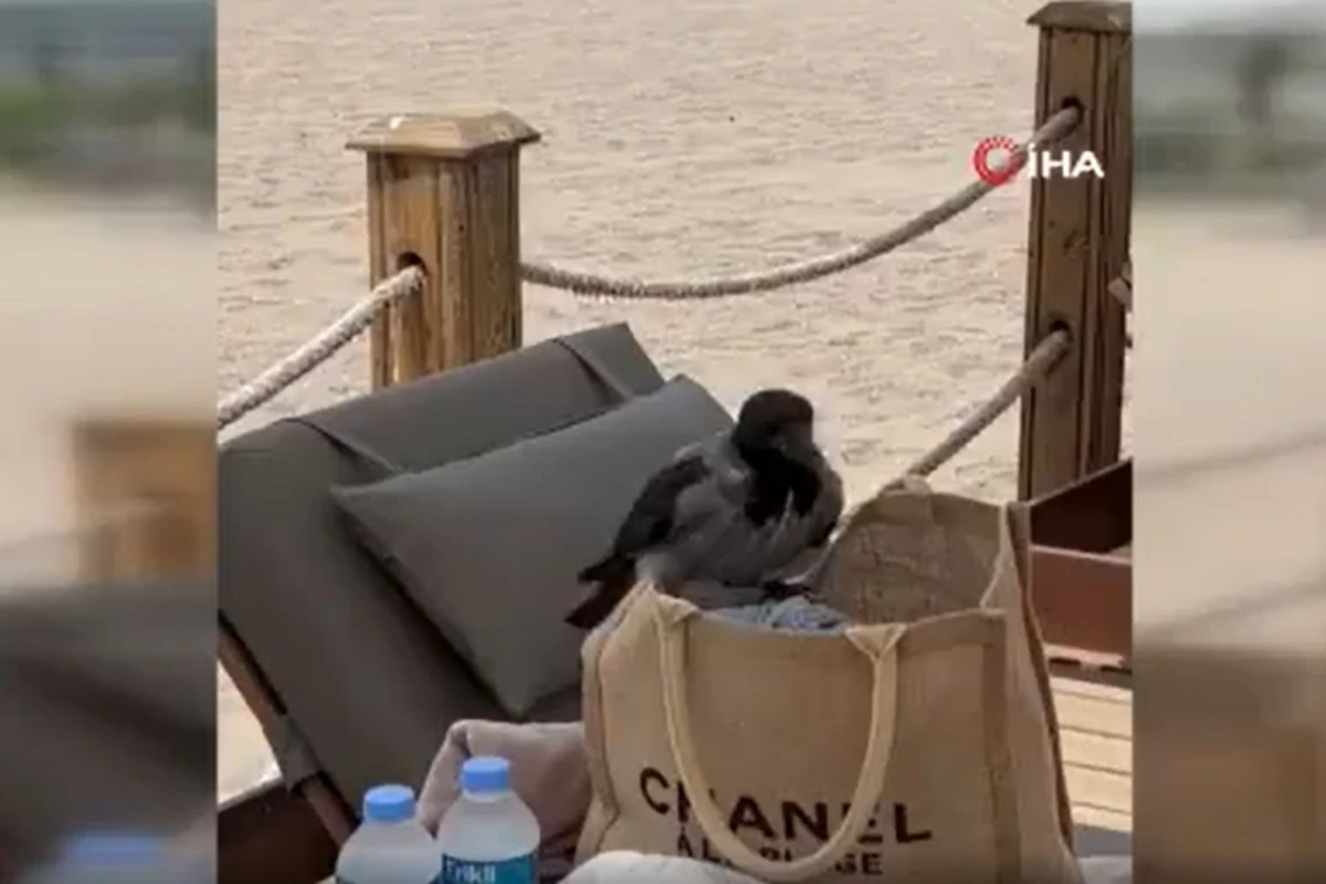 Qarğa turisti qarət etdi - VİDEO