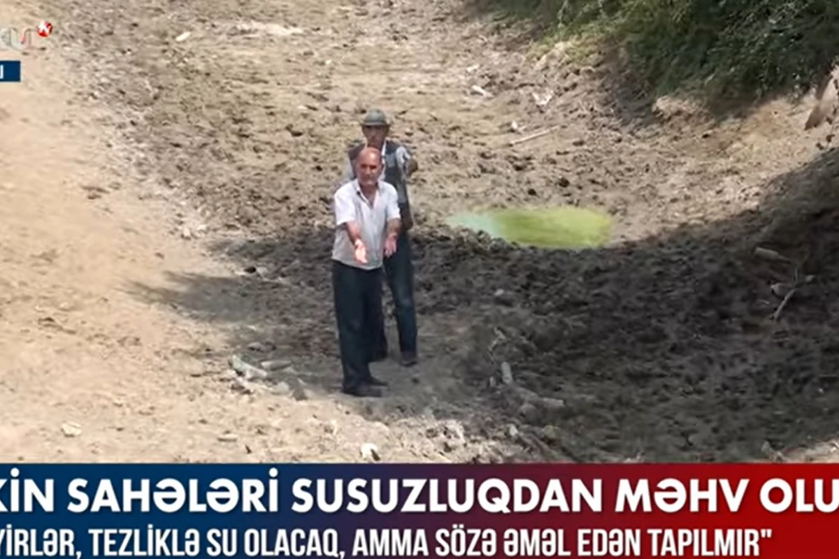 Saatlıda vəziyyət kritik həddə çatdı: Əkilən məhsul sahələrdə məhv olub - VİDEO Saatlıda vəziyyət kritik həddə çatdı: Əkilən məhsul sahələrdə məhv olub - VİDEO