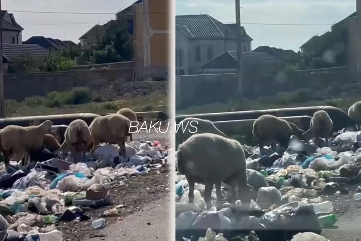 Masazırda zibil problemini qoyunların köməyilə “həll edirlər” - VİDEO