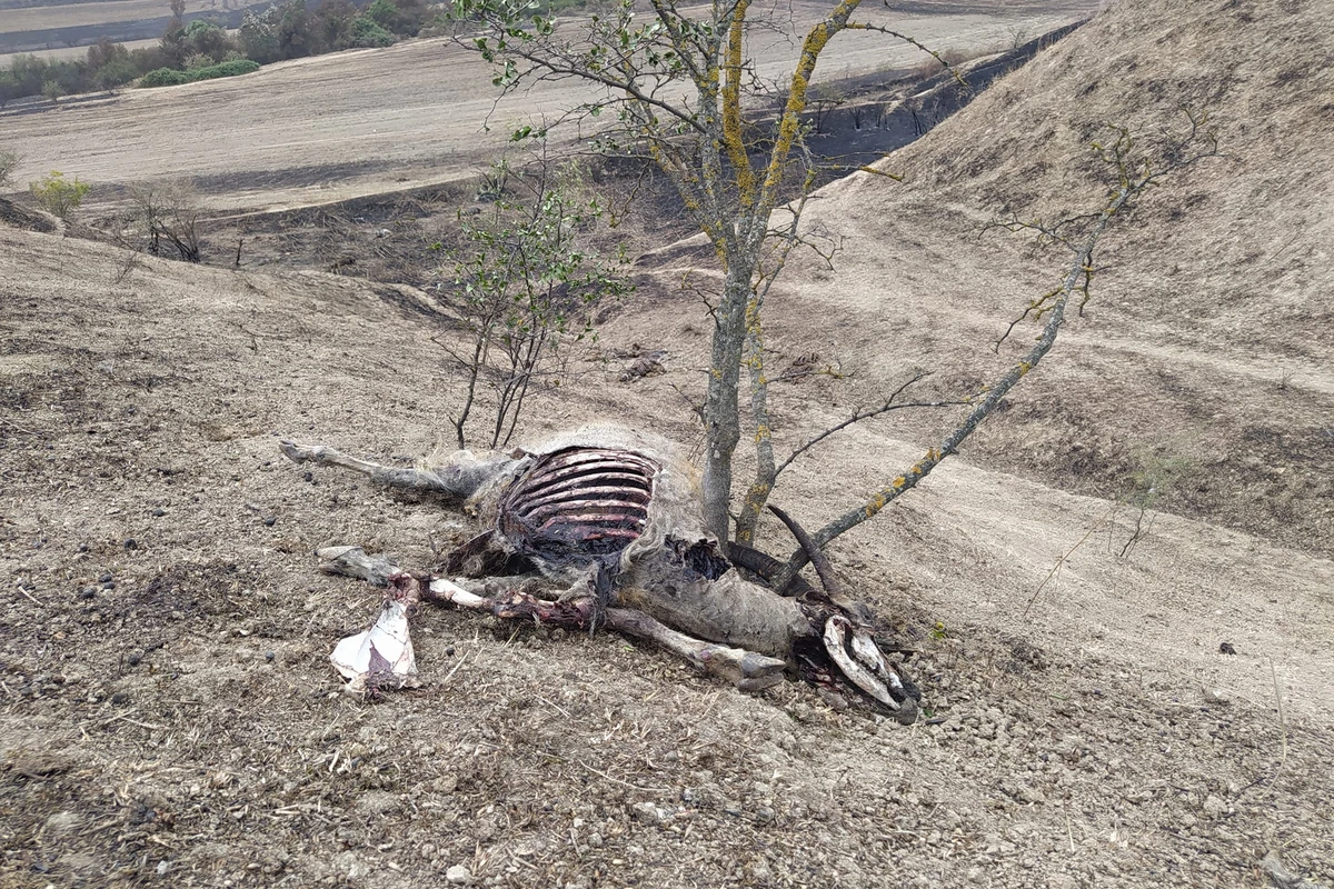 Azərbaycanda meşə yanğınlarının yaratdığı acınacaqlı MƏNZƏRƏ - FOTO Azərbaycanda meşə yanğınlarının yaratdığı acınacaqlı MƏNZƏRƏ - FOTO