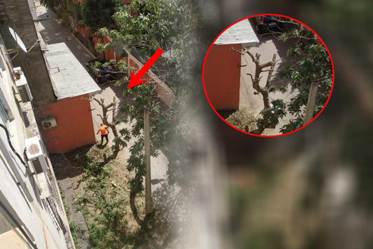 Bakıda yaşayış binasının qarşısındakı ağac kəsilib - FOTO