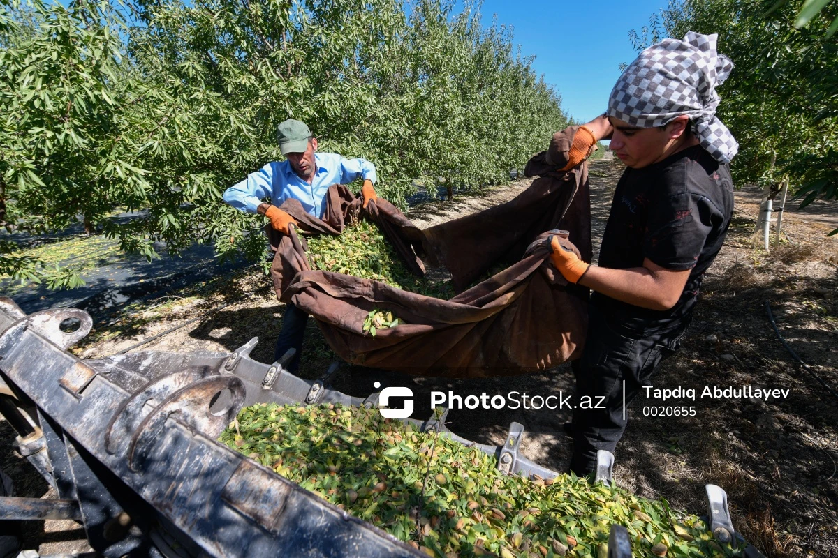 Azərbaycanda badam yığımına start verilib - FOTO