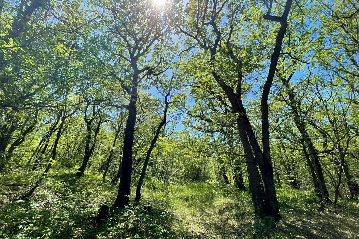 Turistlər ən çox bu parklara gəlir - FOTO