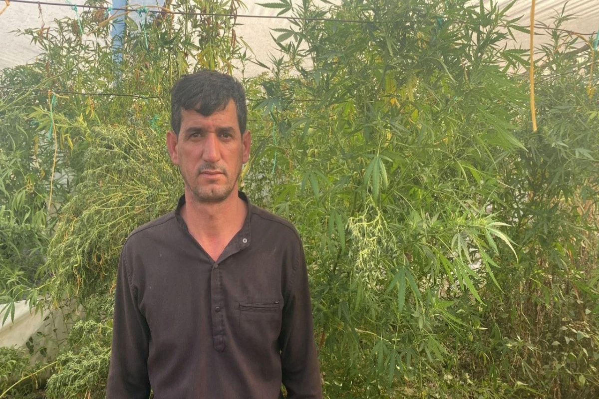 İstixanada narkotik bitkilər becərən Salyan rayon sakini saxlanılıb