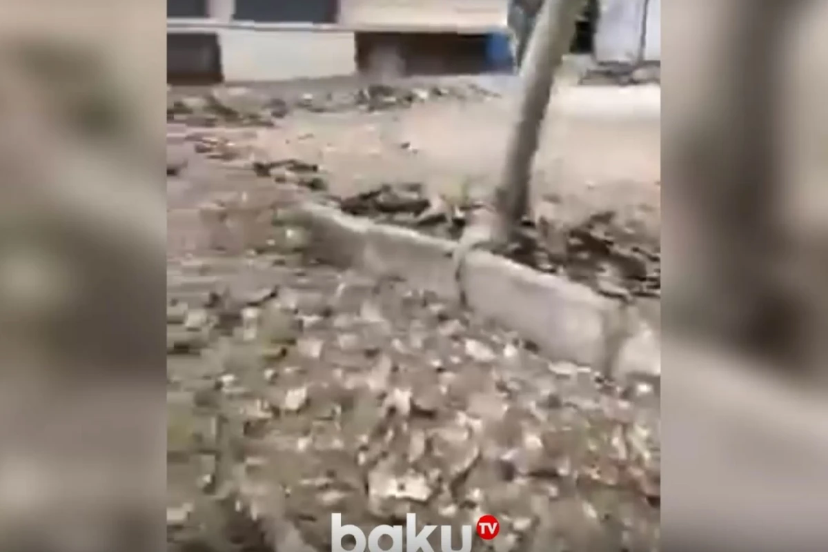 В Бинагадинском районе по ночам вырубаются деревья? - ВИДЕО