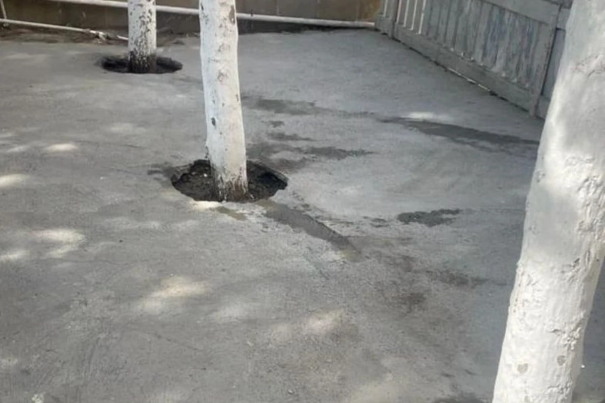 Yasamalda kafenin həyətindəki ağacların dibi betonlanıb