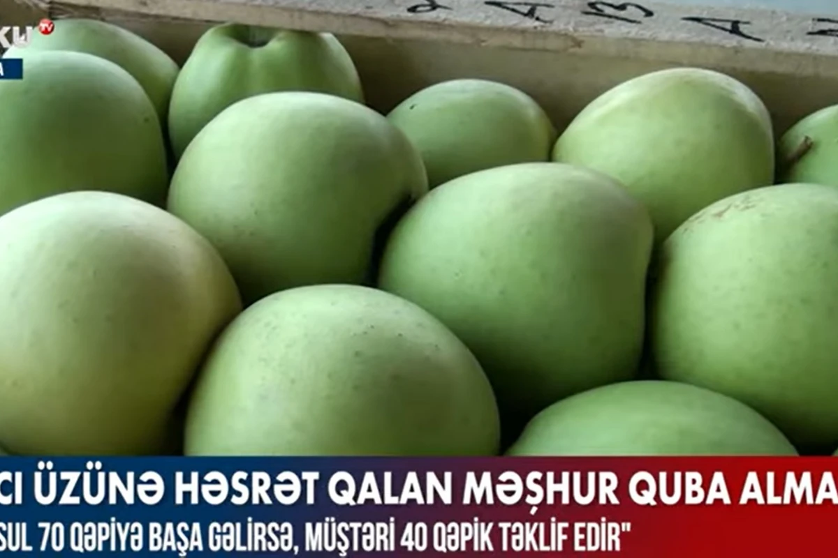 Alıcı üzünə həsrət qalan məşhur Quba alması - VİDEO