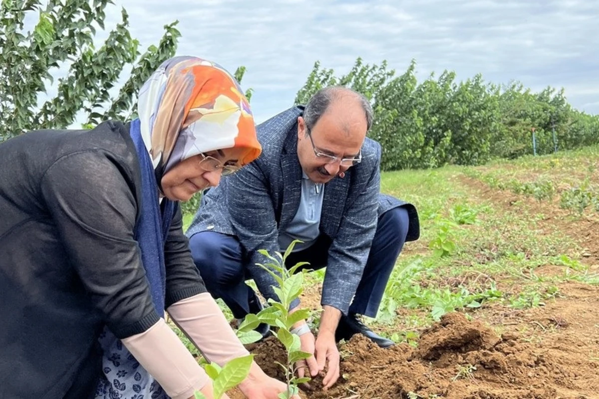 Türkiyə səfiri Lənkəranda çay tingləri əkib - FOTO Türkiyə səfiri Lənkəranda çay tingləri əkib - FOTO