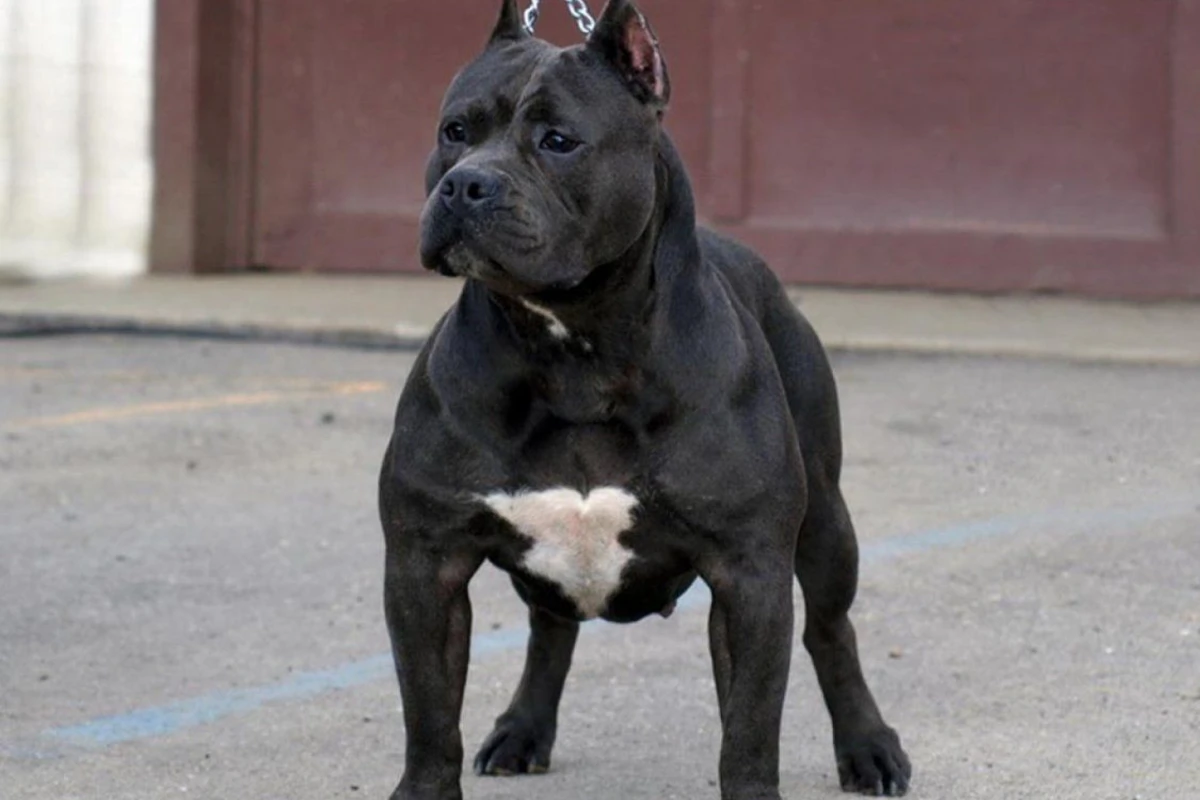 Azərbaycanda polisin üzərinə “pitbull” qısqırdan şəxslər həbs edildi