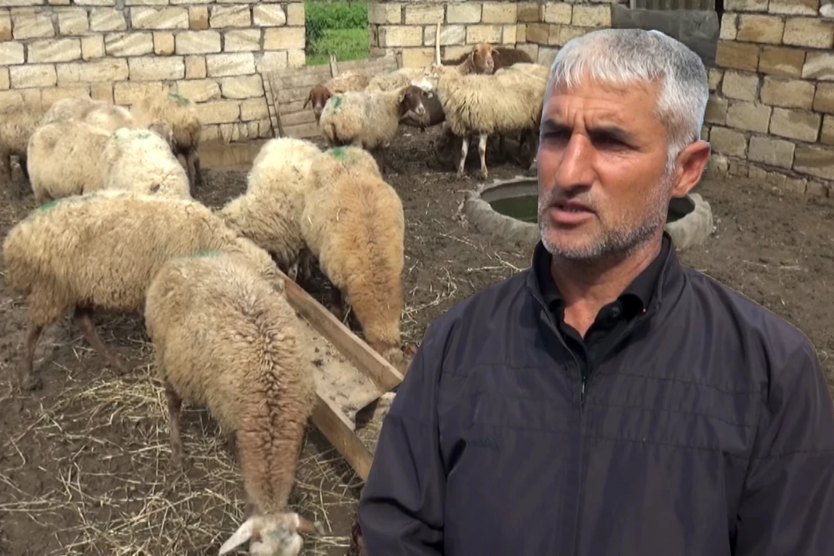 Məşğulluq Agentliyi vətəndaşa xəstə heyvan verib? - VİDEO