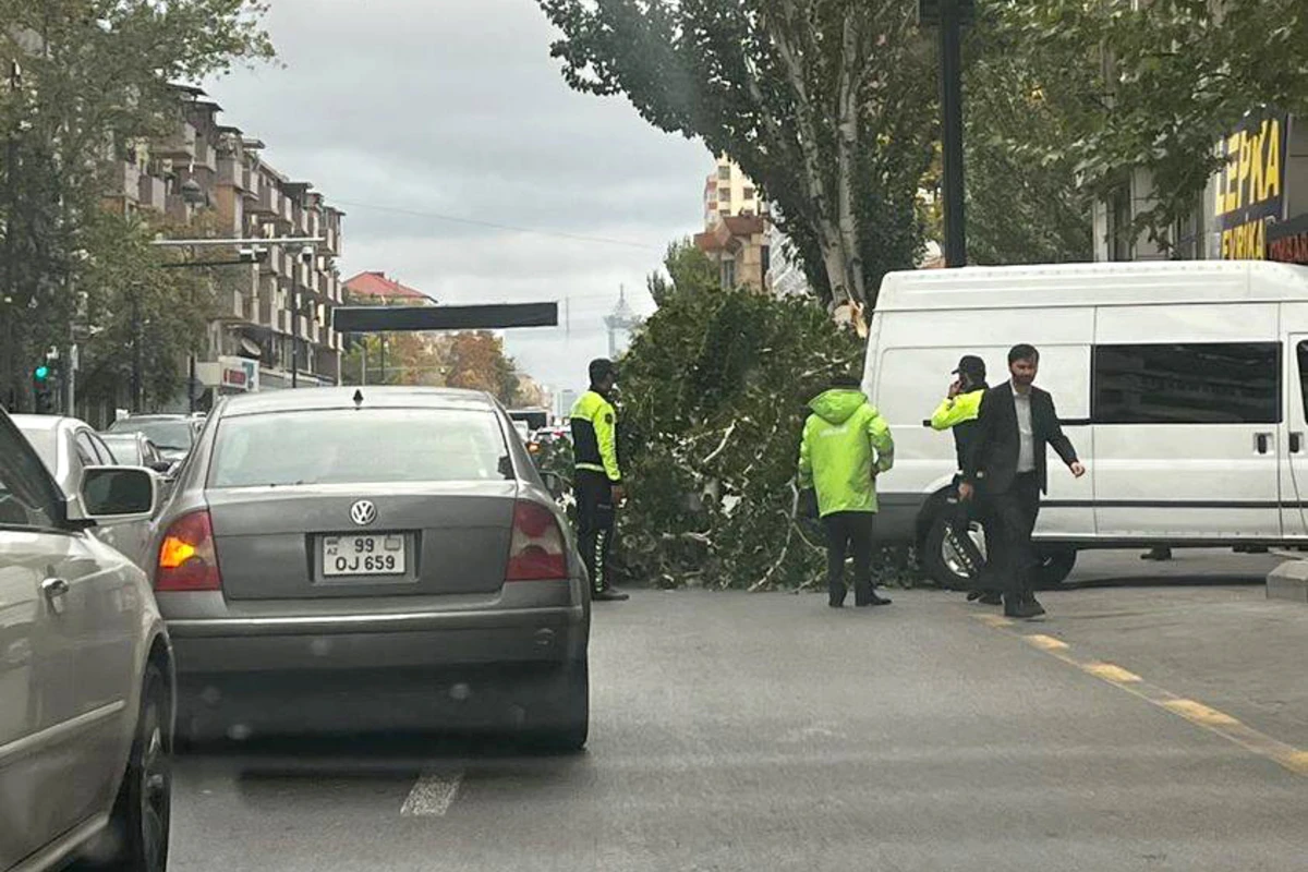 Bakının mərkəzində böyük ağac aşdı - FOTO