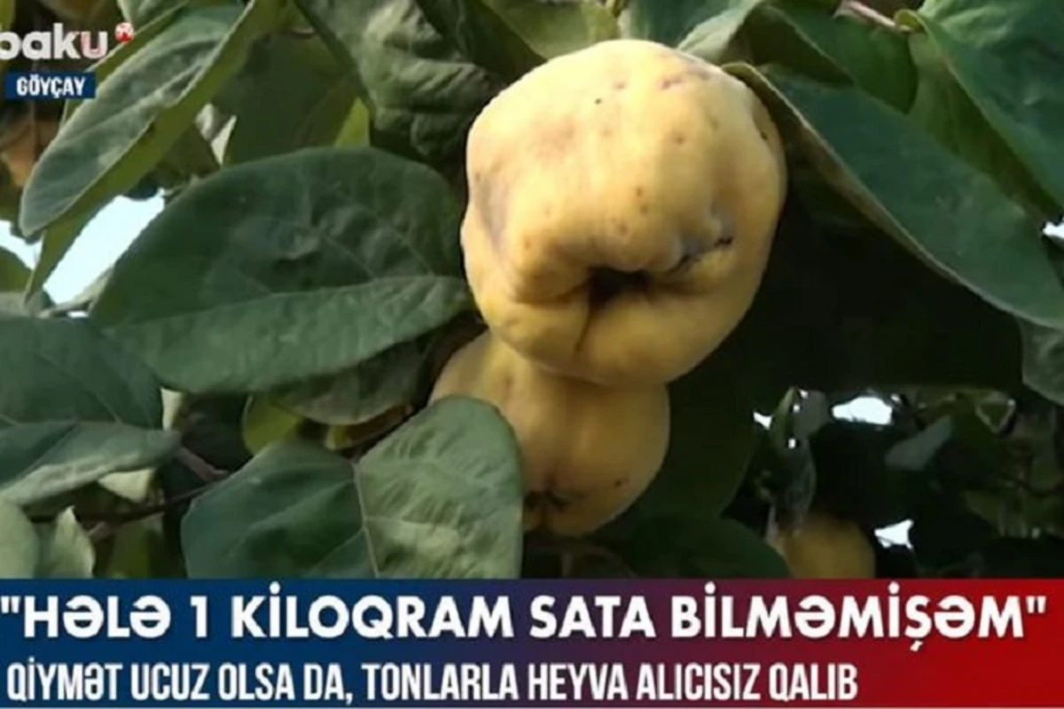 Qiymət ucuz olsa da, tonlarla heyva alıcısız qalıb - VİDEO