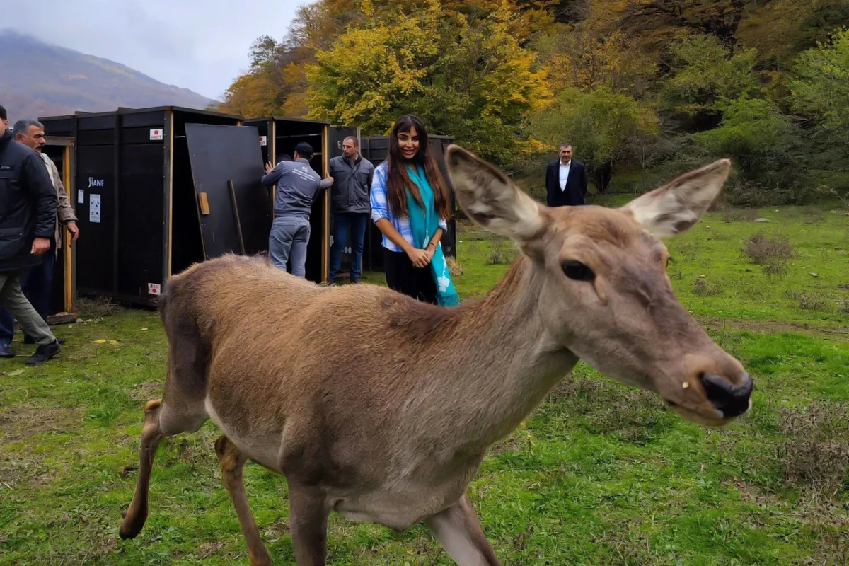 Leyla Əliyevanın iştirakı ilə Şahdağ Milli Parkına marallar buraxılıb - FOTO/VİDEO