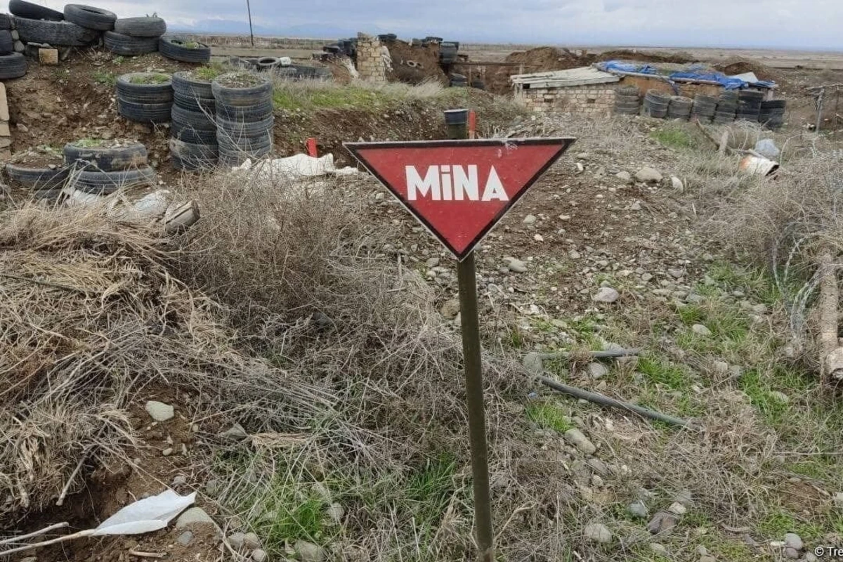 Minatəmizləmə üçün Azərbaycana siçovullar gətiriləcək