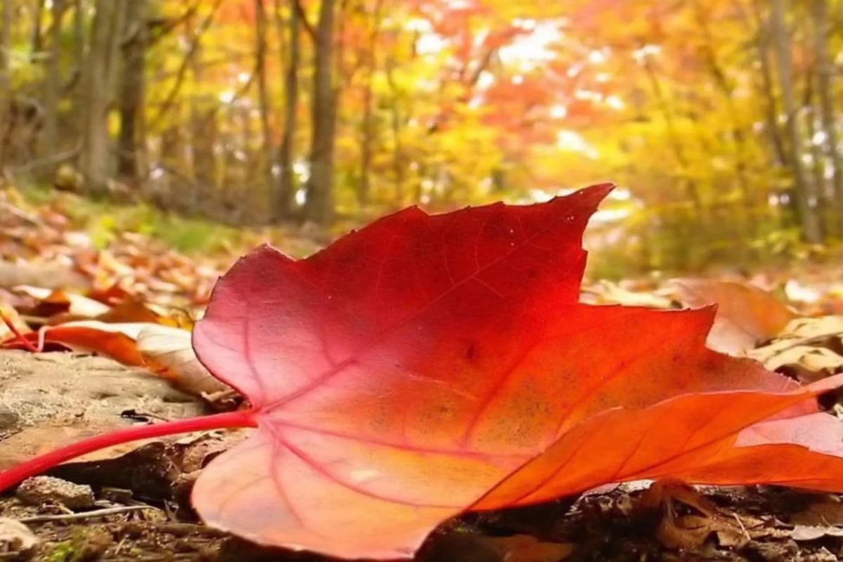 Обнародован прогноз погоды на пятницу