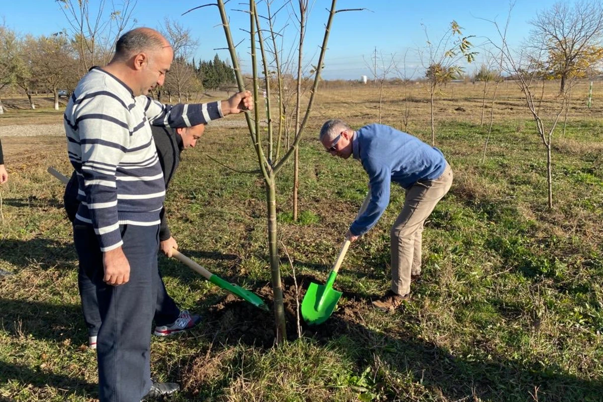 Britaniya səfiri Gəncədə arılar üçün ağac əkdi - FOTO Britaniya səfiri Gəncədə arılar üçün ağac əkdi - FOTO