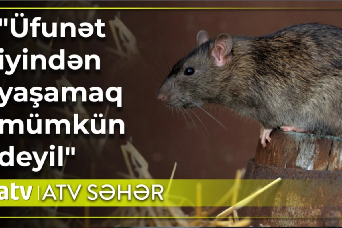 Zirzəmisi siçovul yuvasına çevrilən və sakinlərin üfunət qoxusunda yaşadıqları bina - VİDEO