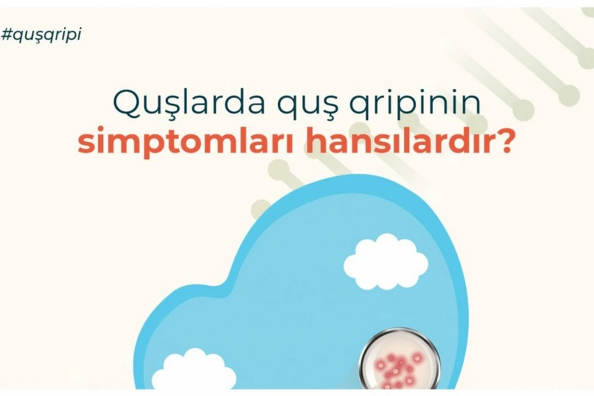 AQTA quş qripi xəstəliyi ilə bağlı əhaliyə xəbərdarlıq edib - FOTO