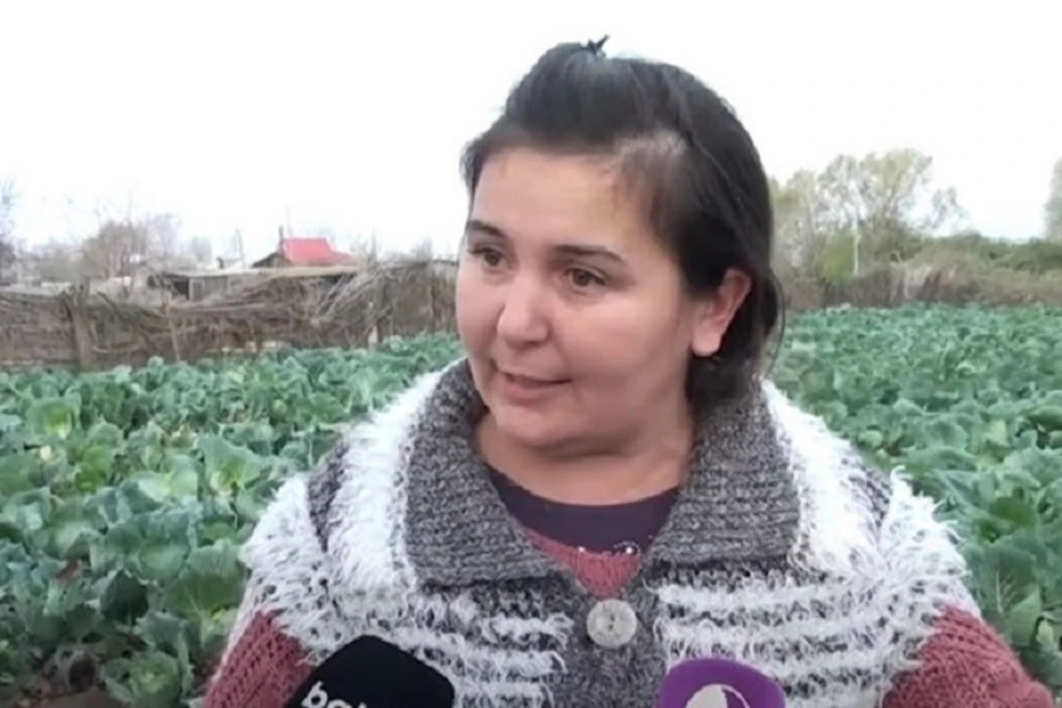 Fermerlər ziyana düşdü: Tonlarla kələm sahələrdə qaldı - VİDEO