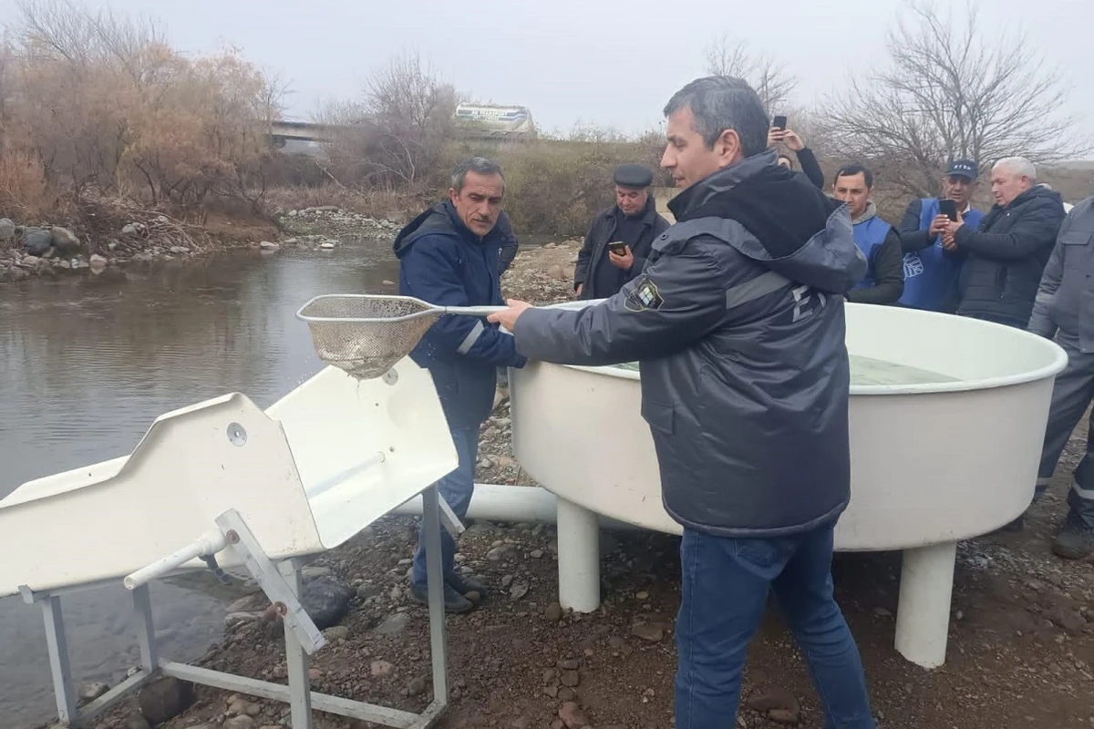 Bəsitçay və Həkəri çaylarına balıq körpələri buraxılıb - FOTO