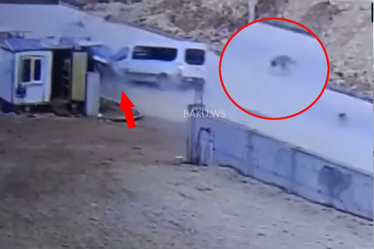 İt ölməsin deyə 2 nəfər həyatından oldu, 3 nəfər yaralandı - FOTO/VİDEO