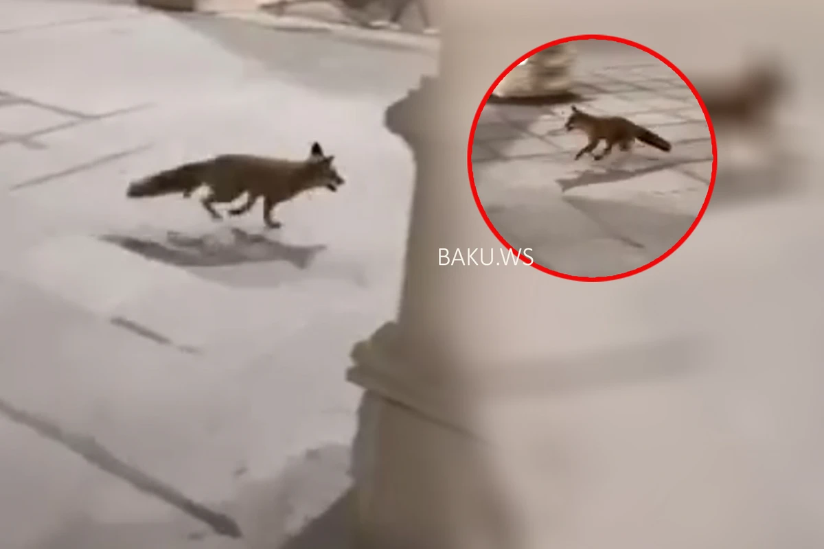 Возле станции метро 28 Мая заметили лису - ВИДЕО