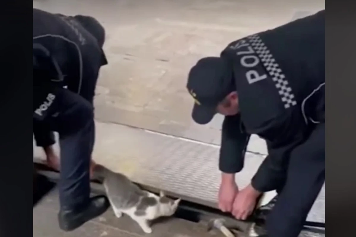 Polislər pişiyi xilas etdi - VİDEO