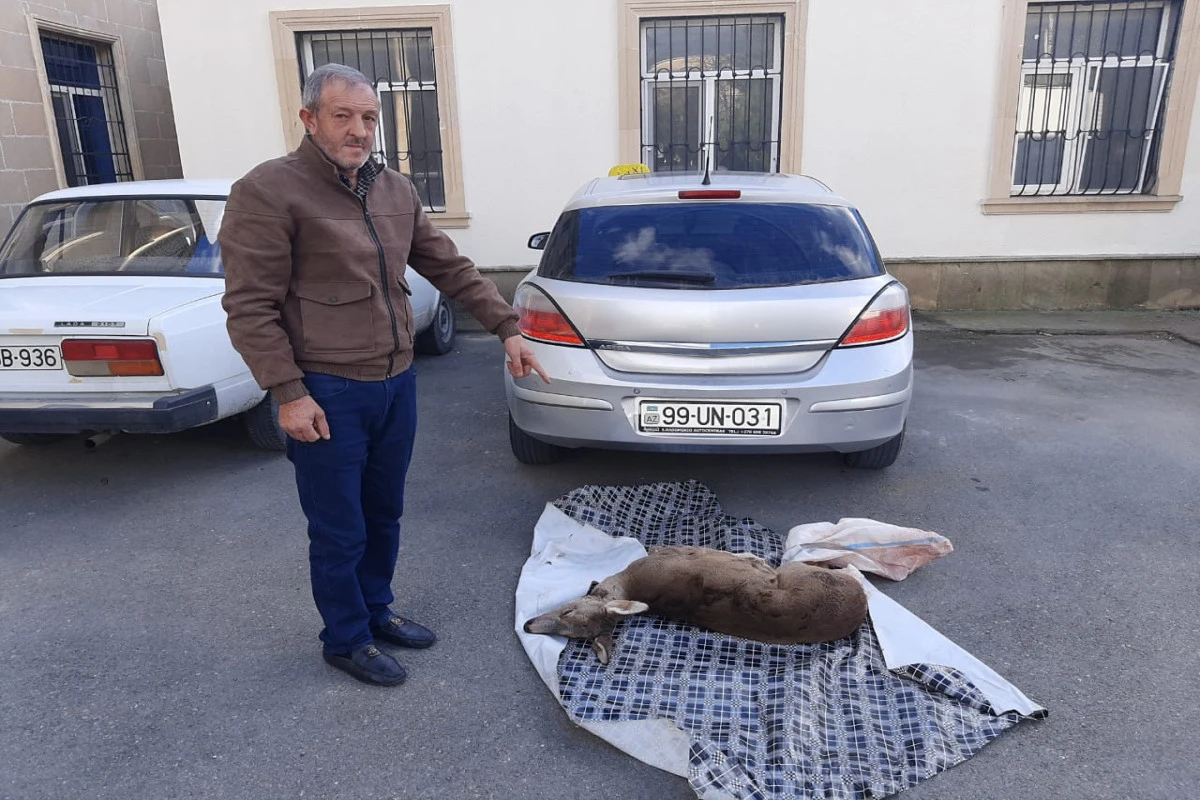 Ovladıqları cüyürü Qəbələyə satmağa gətirən İsmayıllı sakinləri saxlanılıb - FOTO