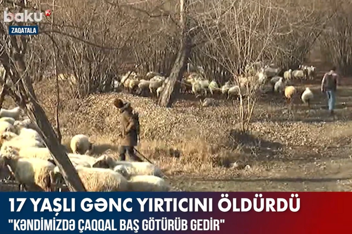 Zaqatalada çaqqalı öldürən 17 yaşlı gəncin son vəziyyəti AÇIQLANDI - VİDEO