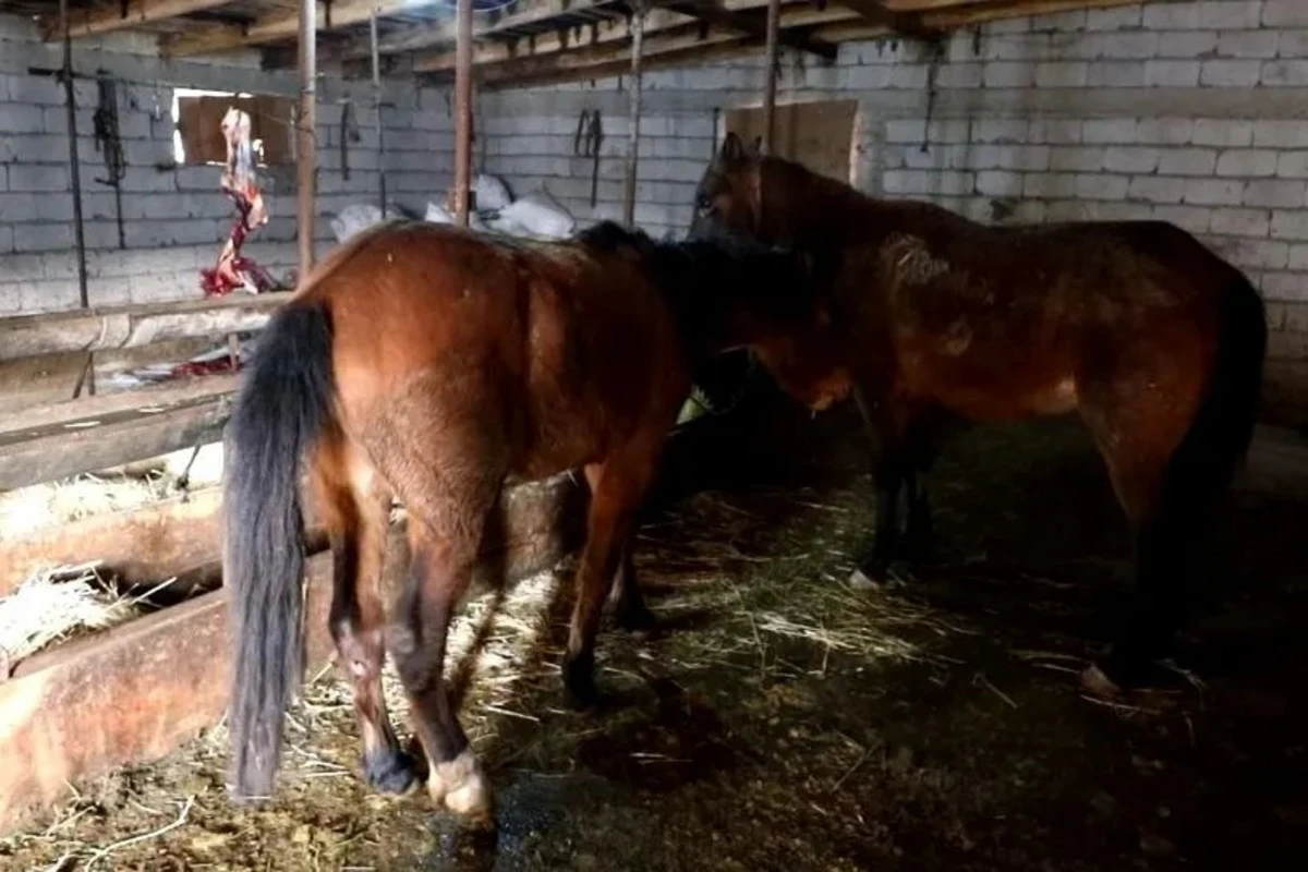 Naxçıvanda mal əti adı altında at əti satanlar saxlanılıb - FOTO