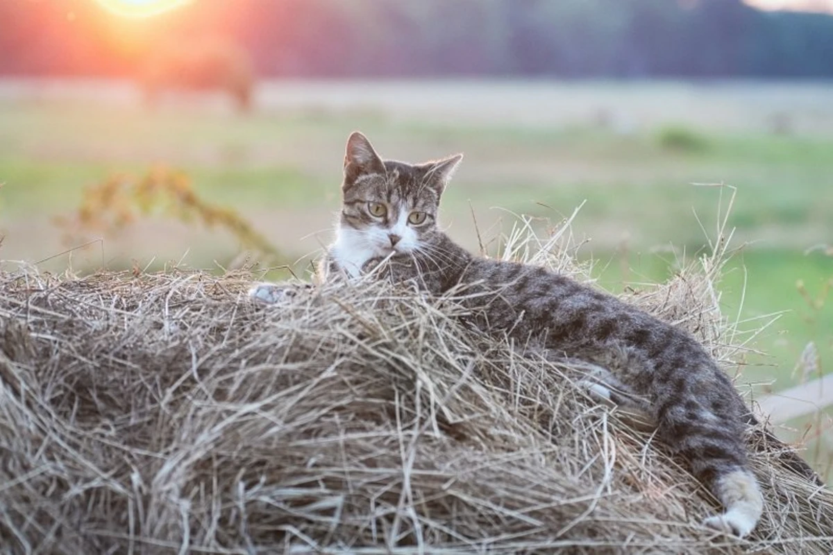 Можно ли гладить уличных котов?