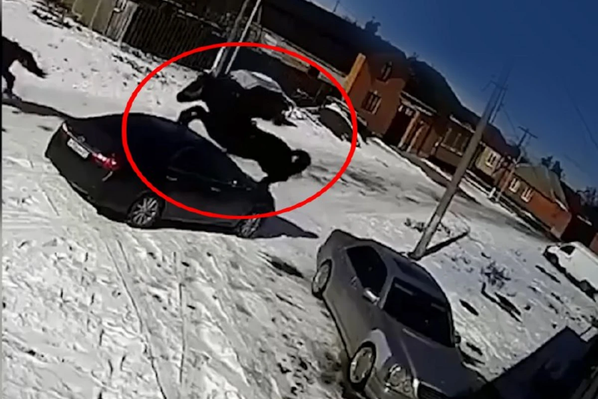 Конь запрыгнул на крышу Toyota Camry - ВИДЕО