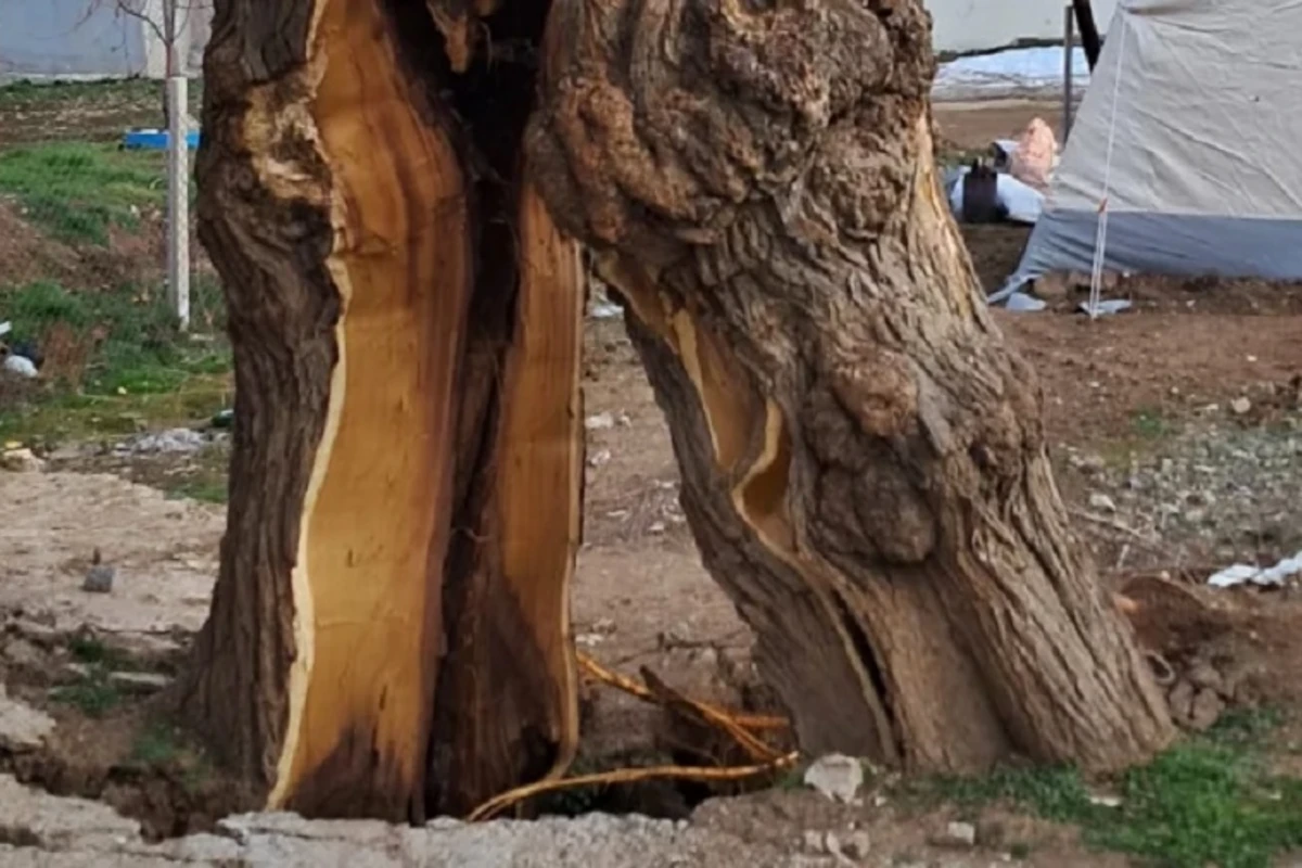 Kahramanmaraşda zəlzələdən sonra ağac ikiyə yarıldı - FOTO