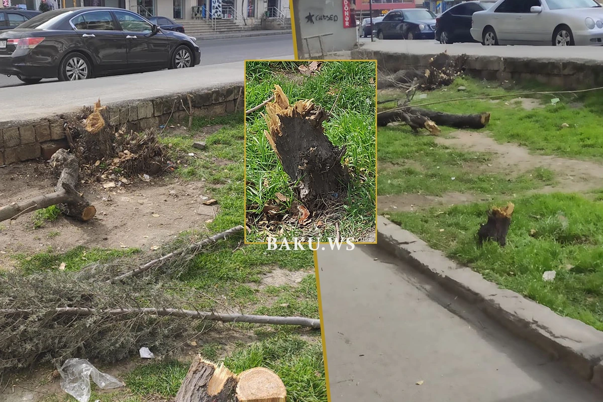 Biləcəridə ağaclar kəsilib - FOTO - AÇIQLAMA