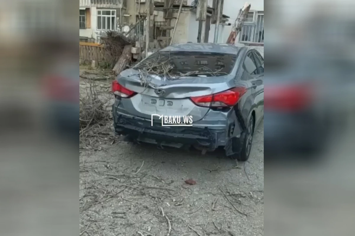 В Баку сильный ветер повалил дерево на автомобиль - ВИДЕО