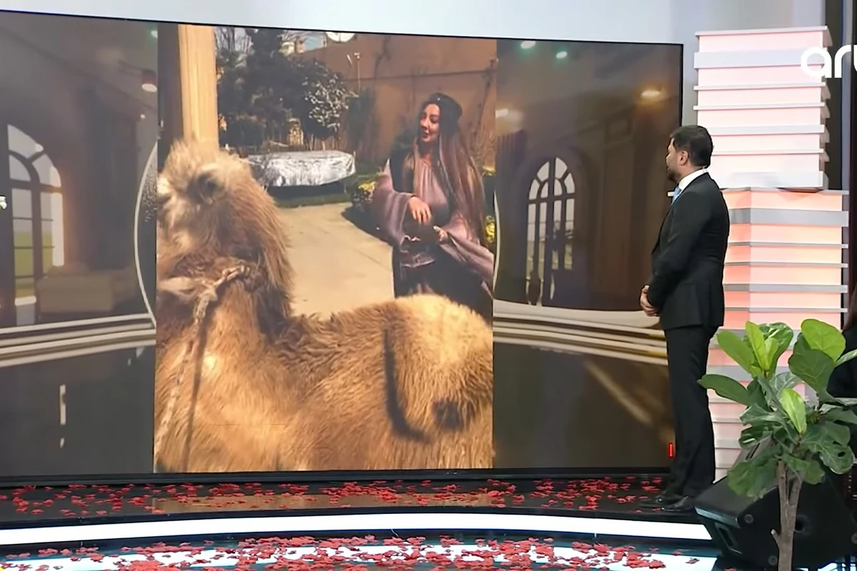 Nazilə Səfərli nəvəsi üçün dəvə qurbanı kəsdi - VİDEO