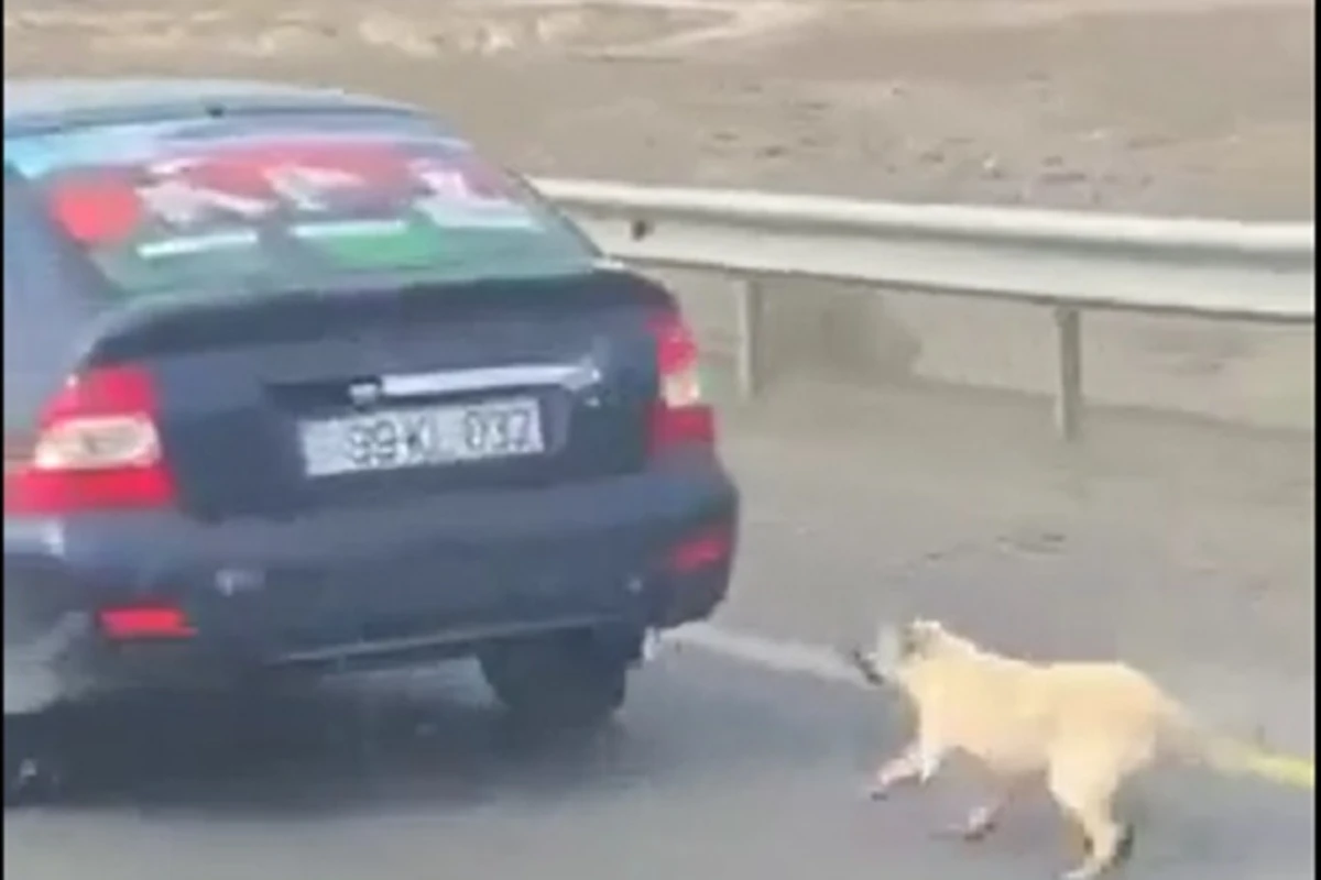 Azərbaycanda iti avtomobilin arxasına bağlayaraq sürüyən şəxs tapıldı - YENİLƏNİB + VİDEO