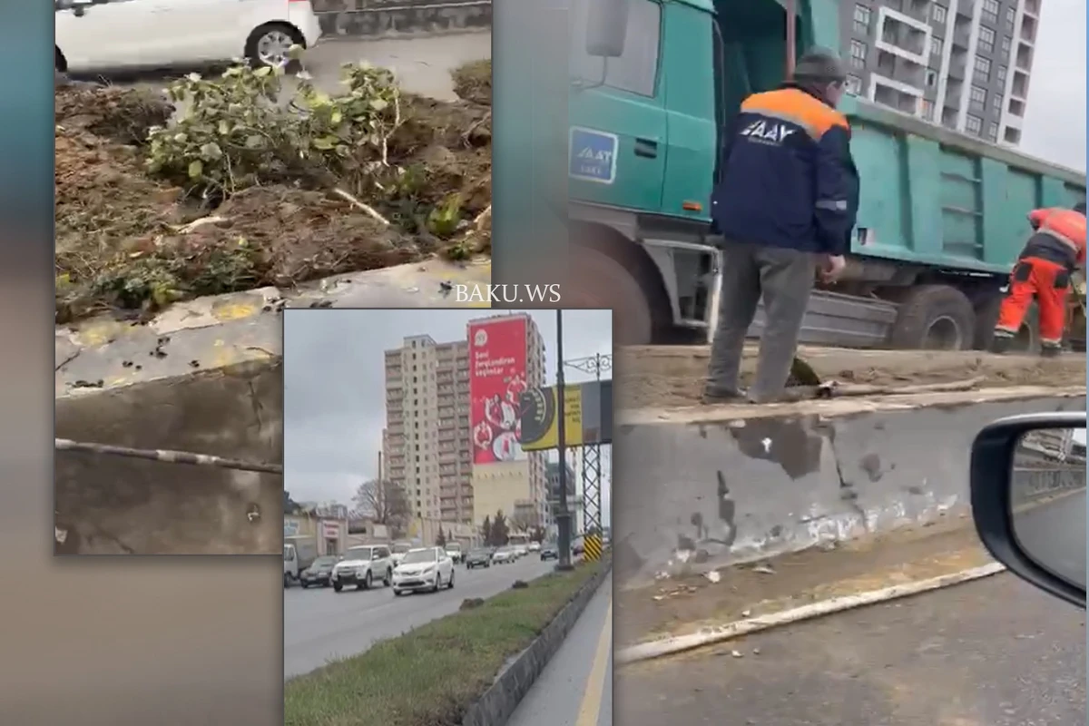 Bakıda ağacları çıxarıb, yerini betonlayırlar - VİDEO