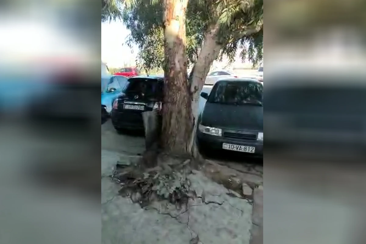 Paytaxtın mərkəzində nəhəng ağac təhlükə yaradır - VİDEO