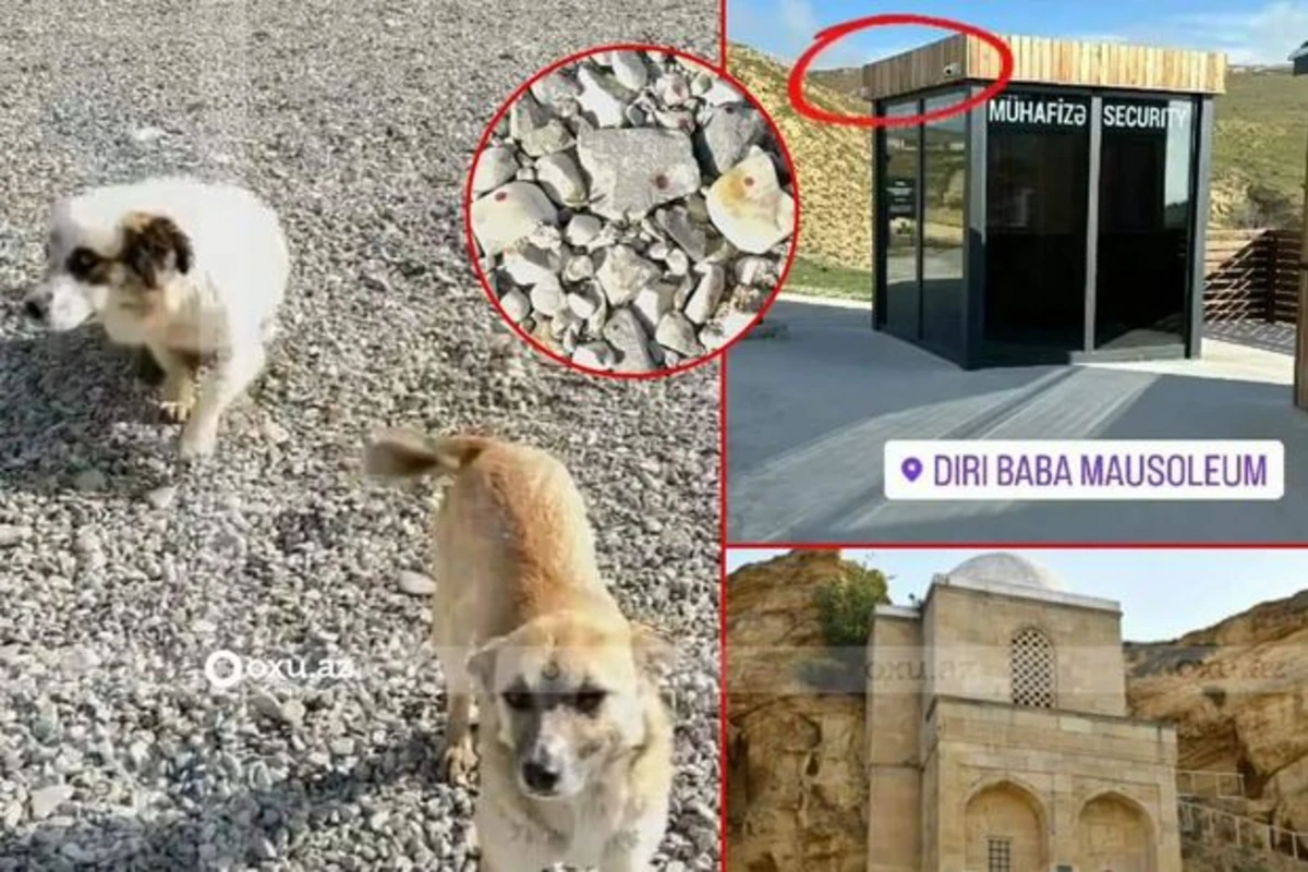 Qobustanda itlər mühafizə postunun qarşısında güllələniblər - DİN-dən REAKSİYA Qobustanda itlər mühafizə postunun qarşısında güllələniblər - DİN-dən REAKSİYA