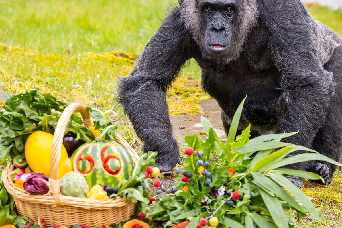 Berlin zooparkında dünyanın ən yaşlı qorillasının 66 yaşı tamam oldu - FOTO